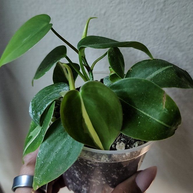 Photo of the plant species philodendron silver stripe by @addicted2growth named Bruce Lee on Greg, the plant care app