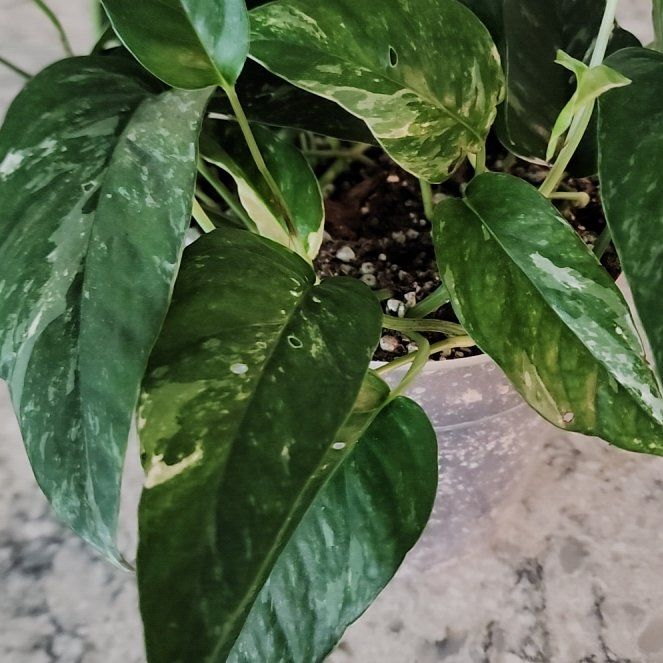 Photo of the plant species Epipremnum pinnatum 'Albo' by @addicted2growth named Sir Plancelot on Greg, the plant care app