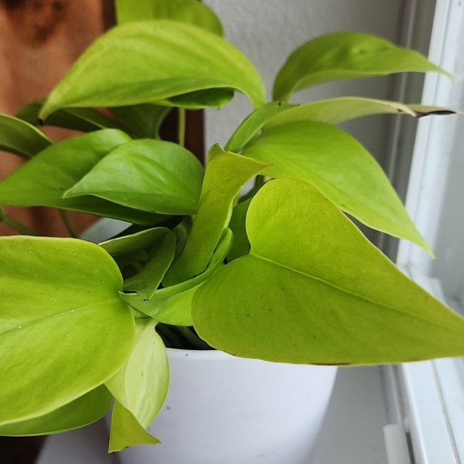 Photo of the plant species Epipremnum aureum 'Champs São Paulo' by @addicted2growth named Sage on Greg, the plant care app