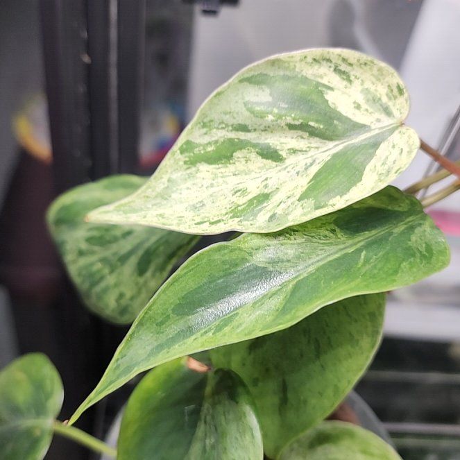 Photo of the plant species Variegated Heartleaf Philodendron by @addicted2growth named Zion on Greg, the plant care app