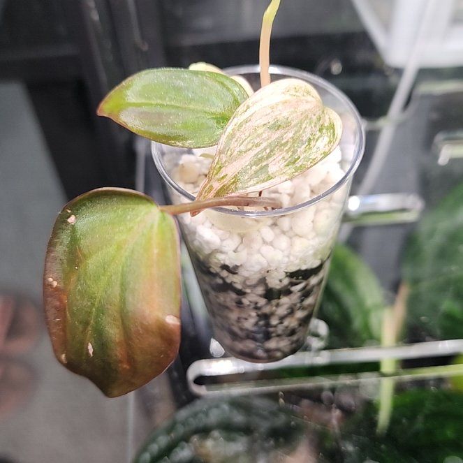 Photo of the plant species Philodendron micans 'Albo Pink' by @addicted2growth named Gobi on Greg, the plant care app