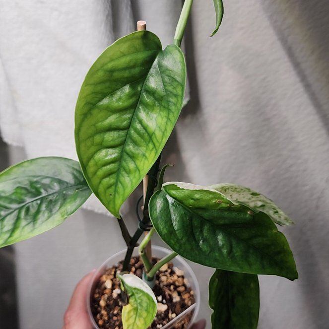 Photo of the plant species Marble Epipremnum Pinnatum by @addicted2growth named Peter Parker on Greg, the plant care app
