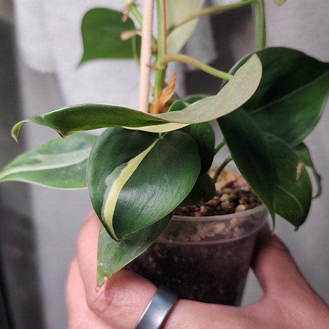 Photo of the plant species philodendron silver stripe by @addicted2growth named Queen on Greg, the plant care app