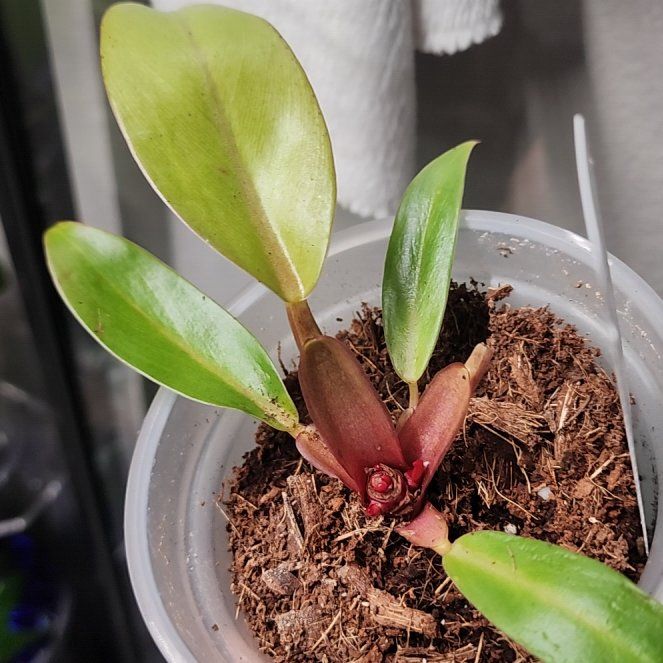 Photo of the plant species Philodendron tangerine by @addicted2growth named Leaf Erickson on Greg, the plant care app