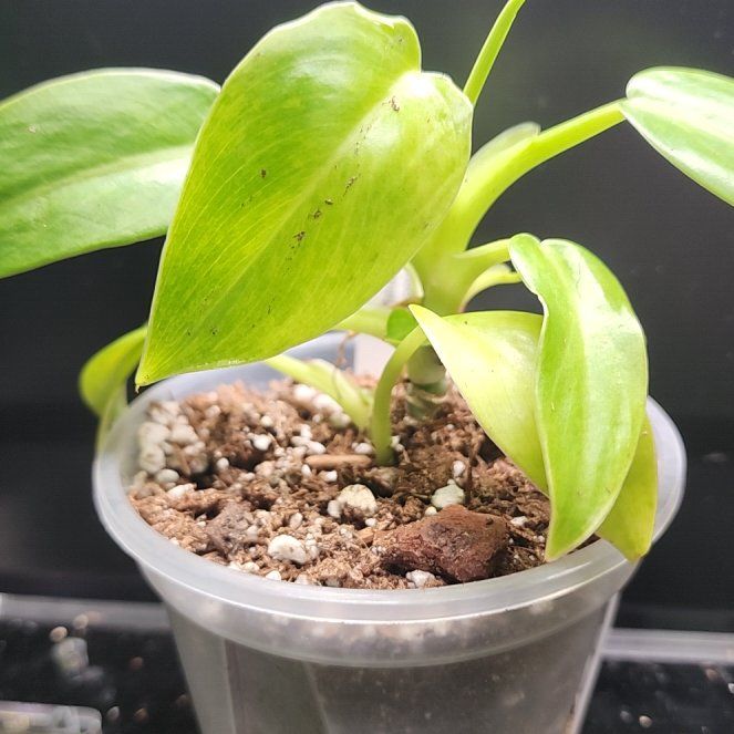 Photo of the plant species Philodendron Jose Bueno Fiesta by @addicted2growth named Huckleberry Fern on Greg, the plant care app