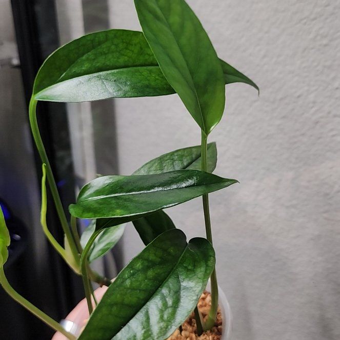 Photo of the plant species Skeleton Key Pothos by @addicted2growth named Orlando Bloom on Greg, the plant care app