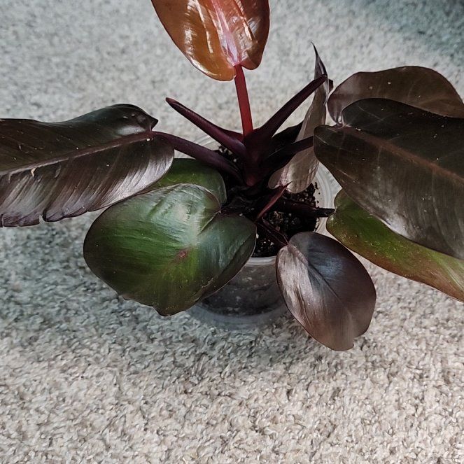 Photo of the plant species McColley's Finale by @addicted2growth named Zeus on Greg, the plant care app