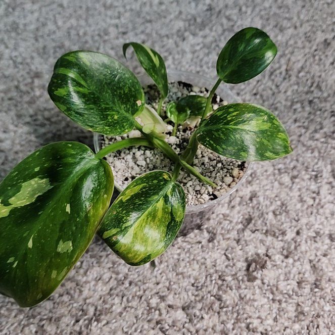 Photo of the plant species Philo Green Congo Nuclear by @addicted2growth named Harmony on Greg, the plant care app