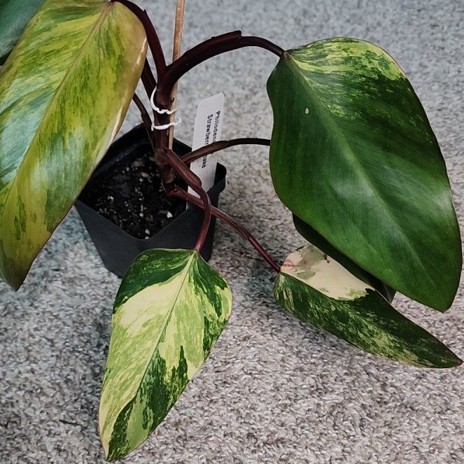 Photo of the plant species Strawberry Shake Philodendron by @addicted2growth named Beyonce on Greg, the plant care app