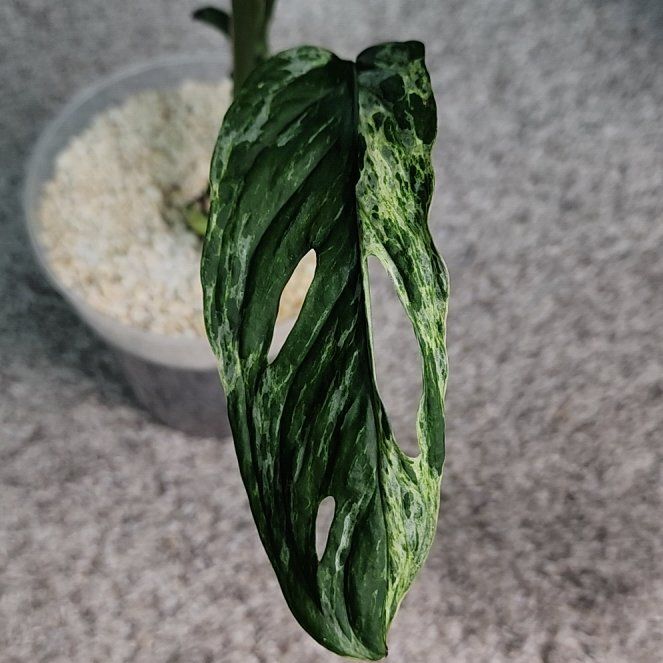 Photo of the plant species Variegated Swiss Cheese Plant by @addicted2growth named Dax on Greg, the plant care app