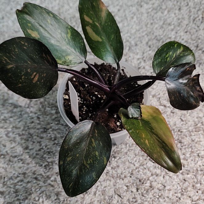 Photo of the plant species Philodendron 'Orange Princess' by @addicted2growth named Miley on Greg, the plant care app