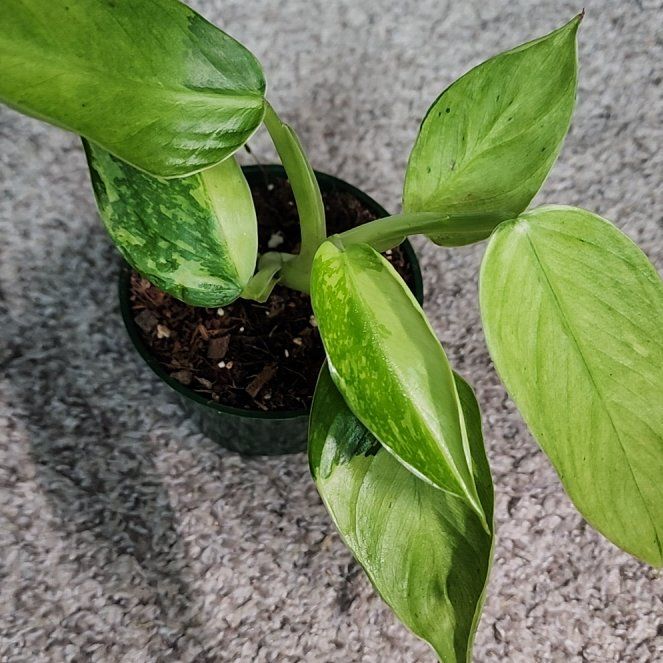 Photo of the plant species Philodendron 'Jose Buono' by @addicted2growth named Einstein on Greg, the plant care app