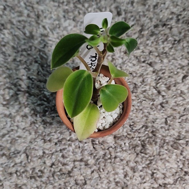 Photo of the plant species Lipstick Plant by @addicted2growth named Lebron on Greg, the plant care app