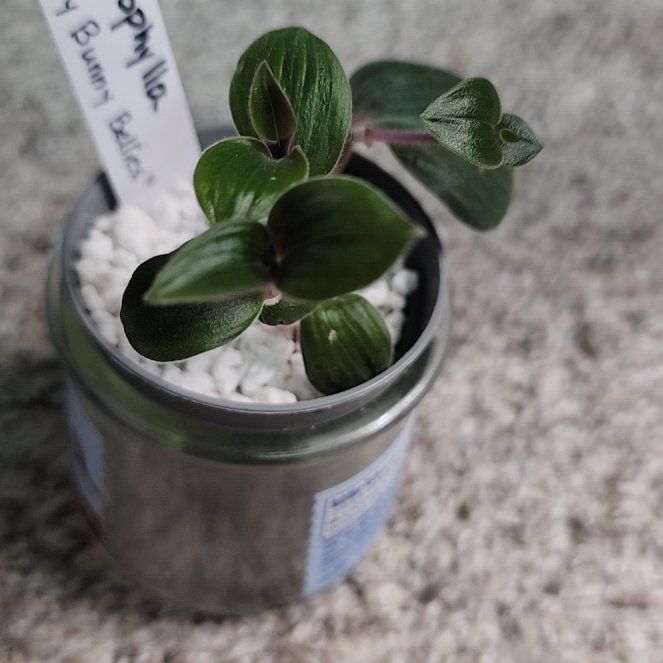 Photo of the plant species Baby Bunny Bellies by @addicted2growth named Apollo on Greg, the plant care app