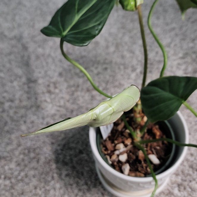 Photo of the plant species Philodendron 'Glorius' by @addicted2growth named Robert Plant on Greg, the plant care app