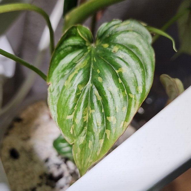 Photo of the plant species Philodendron plowmanii by @addicted2growth named Maya on Greg, the plant care app