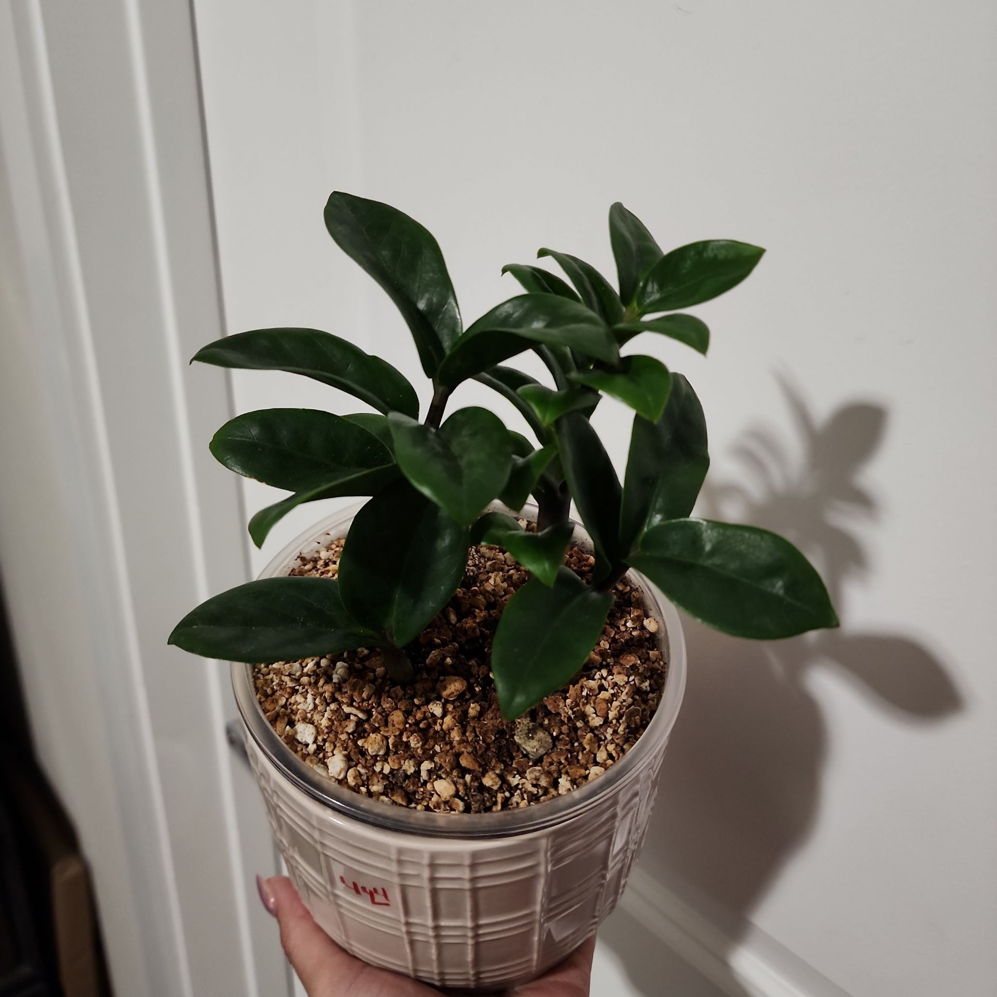 Photo of the plant species Zz by @addicted2growth named Nithin on Greg, the plant care app