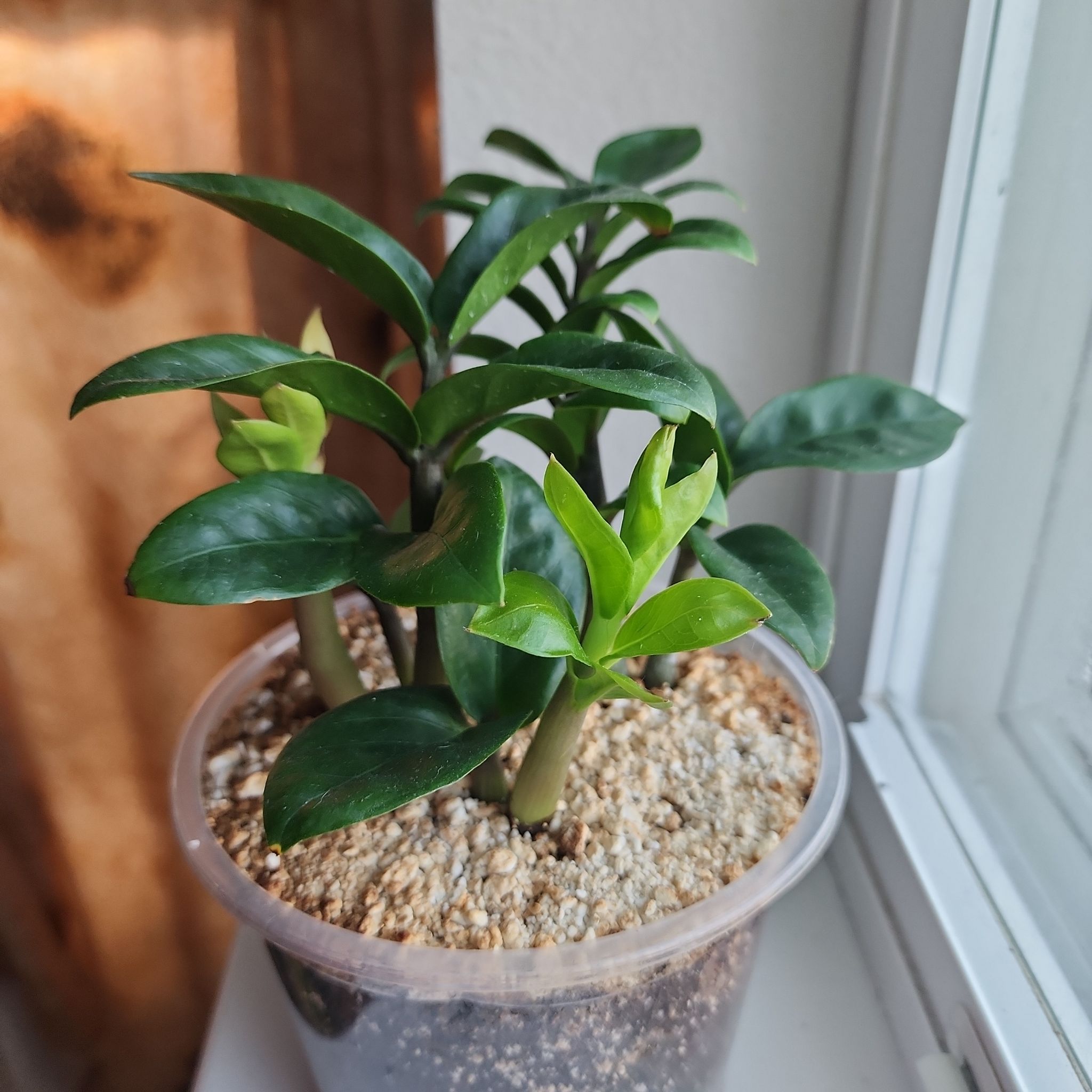 Photo of the plant species Zz by @addicted2growth named Nithin on Greg, the plant care app