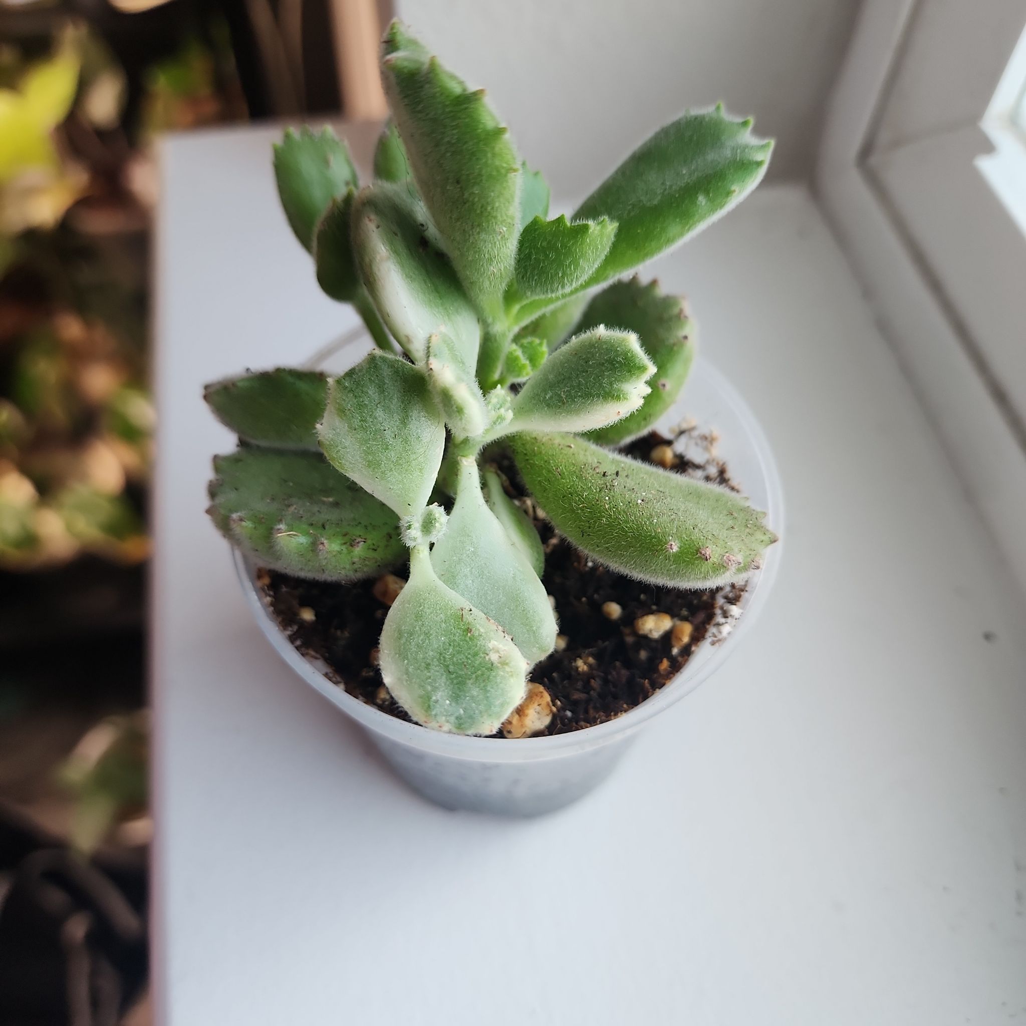 Photo of the plant species Variegated Bear's Paw by @addicted2growth named Athena on Greg, the plant care app
