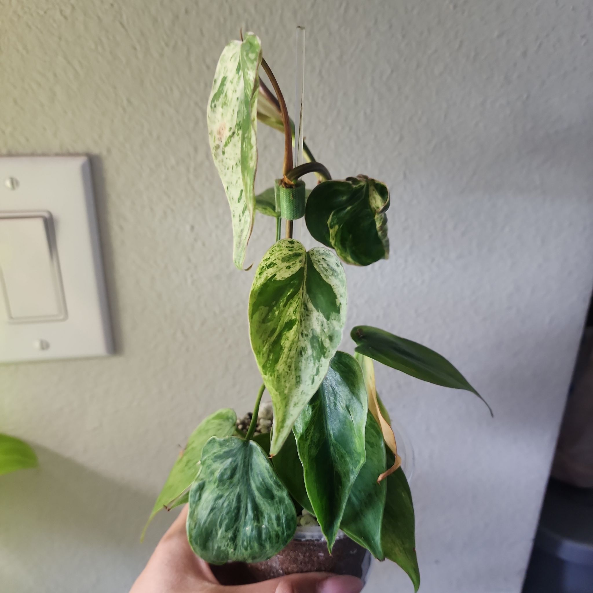 Photo of the plant species Variegated Heartleaf Philodendron by @addicted2growth named Zion on Greg, the plant care app