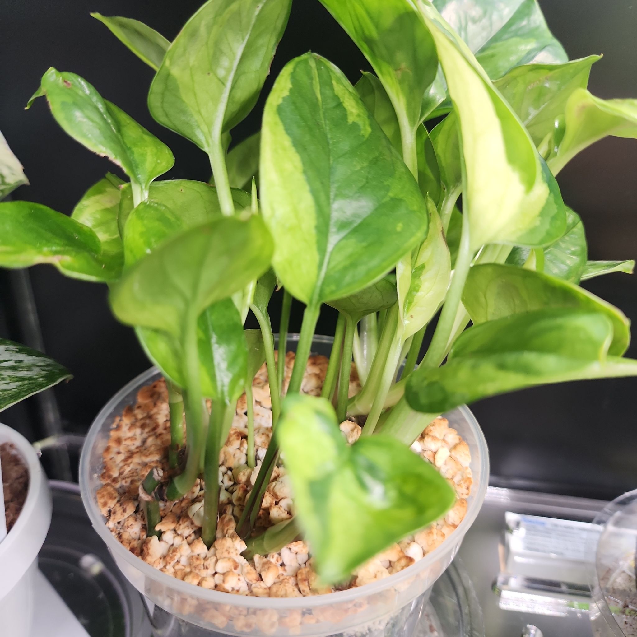 Photo of the plant species Global Green Pothos by @addicted2growth named Diana on Greg, the plant care app