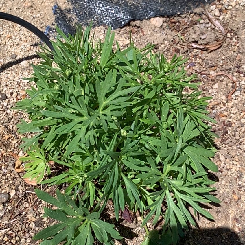 Photo of the plant species Mexican Burningbush by @GoldWaxvine1 named Kylie on Greg, the plant care app