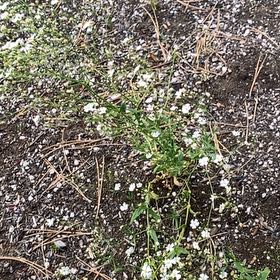 Photo of the plant species Spring Draba by @GoldWaxvine1 named Sir Plancelot on Greg, the plant care app