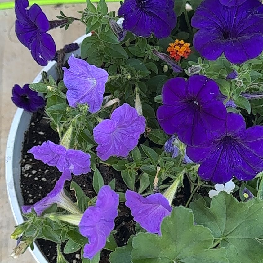 Photo of the plant species Marvel of Peru by @WinRadish43 named Stella on Greg, the plant care app