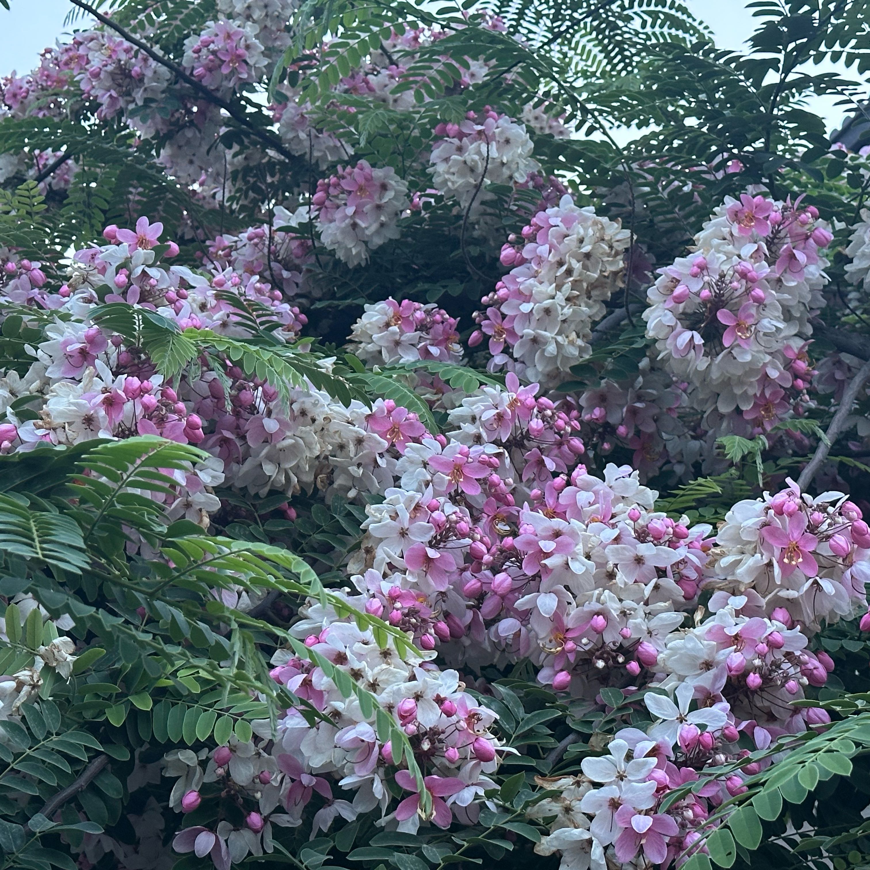 Photo of the plant species Bristly Locust by @SedulousHoya72 named Bella on Greg, the plant care app