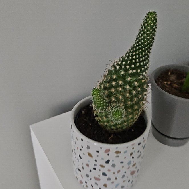Photo of the plant species Pincushion cactus by @LordShallot60 named Shaq on Greg, the plant care app