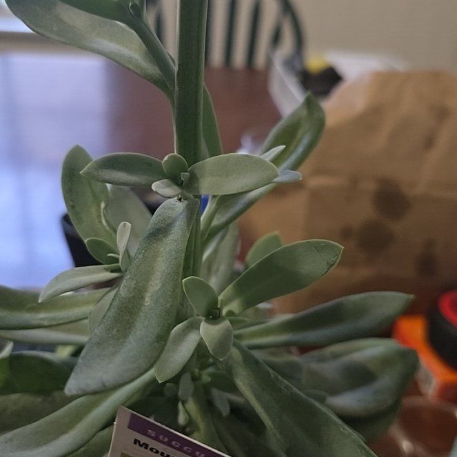 Photo of the plant species Mountain Fire Senecio by @RichCatbrier13 named Winston on Greg, the plant care app