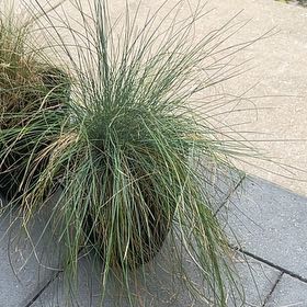 Photo of the plant species blue fescue by @ChirpyCapeivy76 named McKinley on Greg, the plant care app