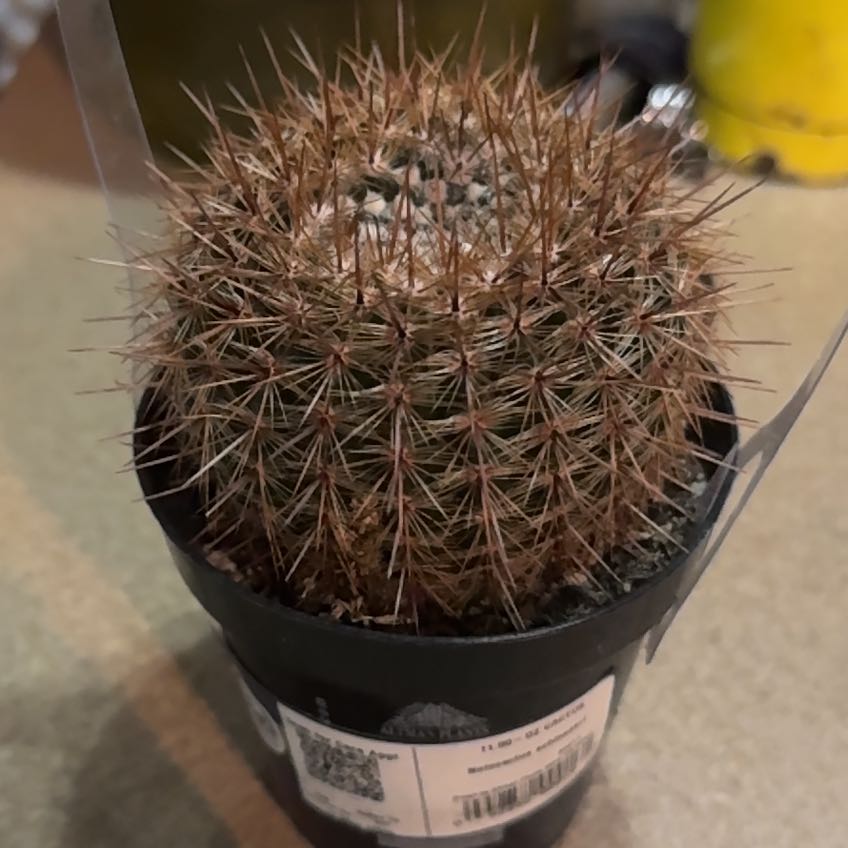 Photo of the plant species Red Notocactus by @NewZinnia73 named Bella on Greg, the plant care app