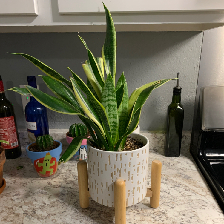 Snake Plant plant photo by Carly named Love Plant on Greg, the plant care app.