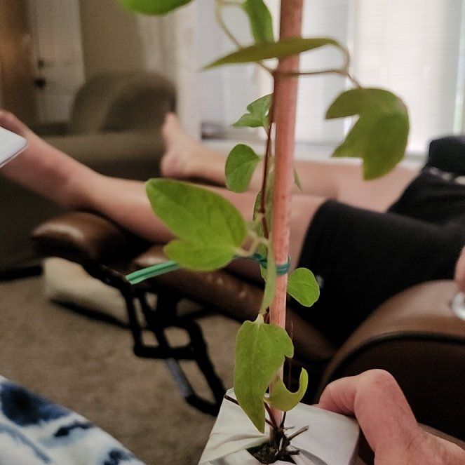 Photo of the plant species China Purple Clematis by @LushBeech6 named Elina on Greg, the plant care app