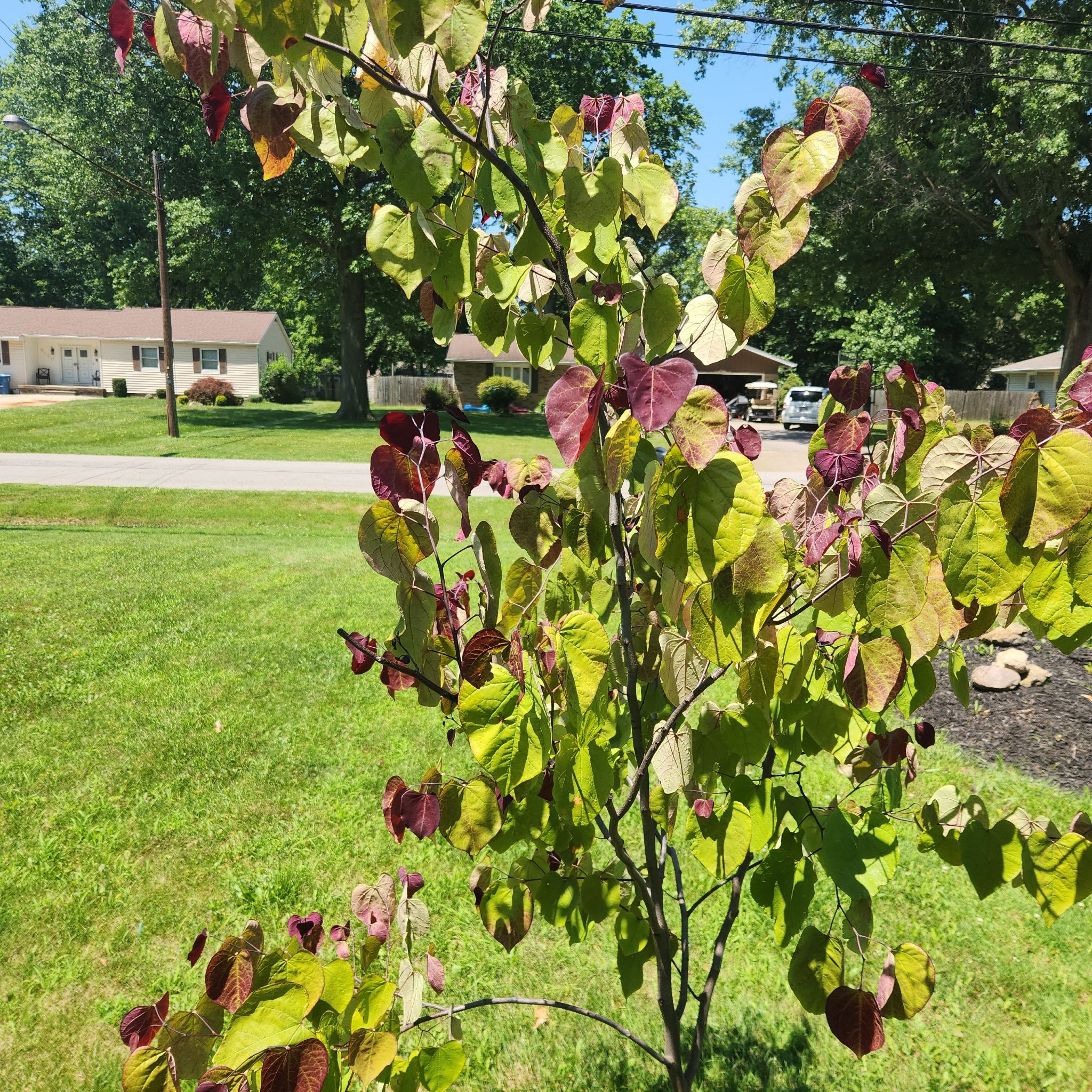 Photo of the plant species Flamethrower Redbud by @StoutRedcap50 named Einstein on Greg, the plant care app