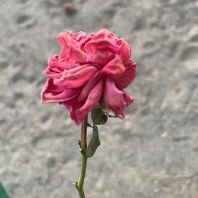 Photo of the plant species Reminiscent Coral Rose by @FunFantasy60 named Sproutacus on Greg, the plant care app