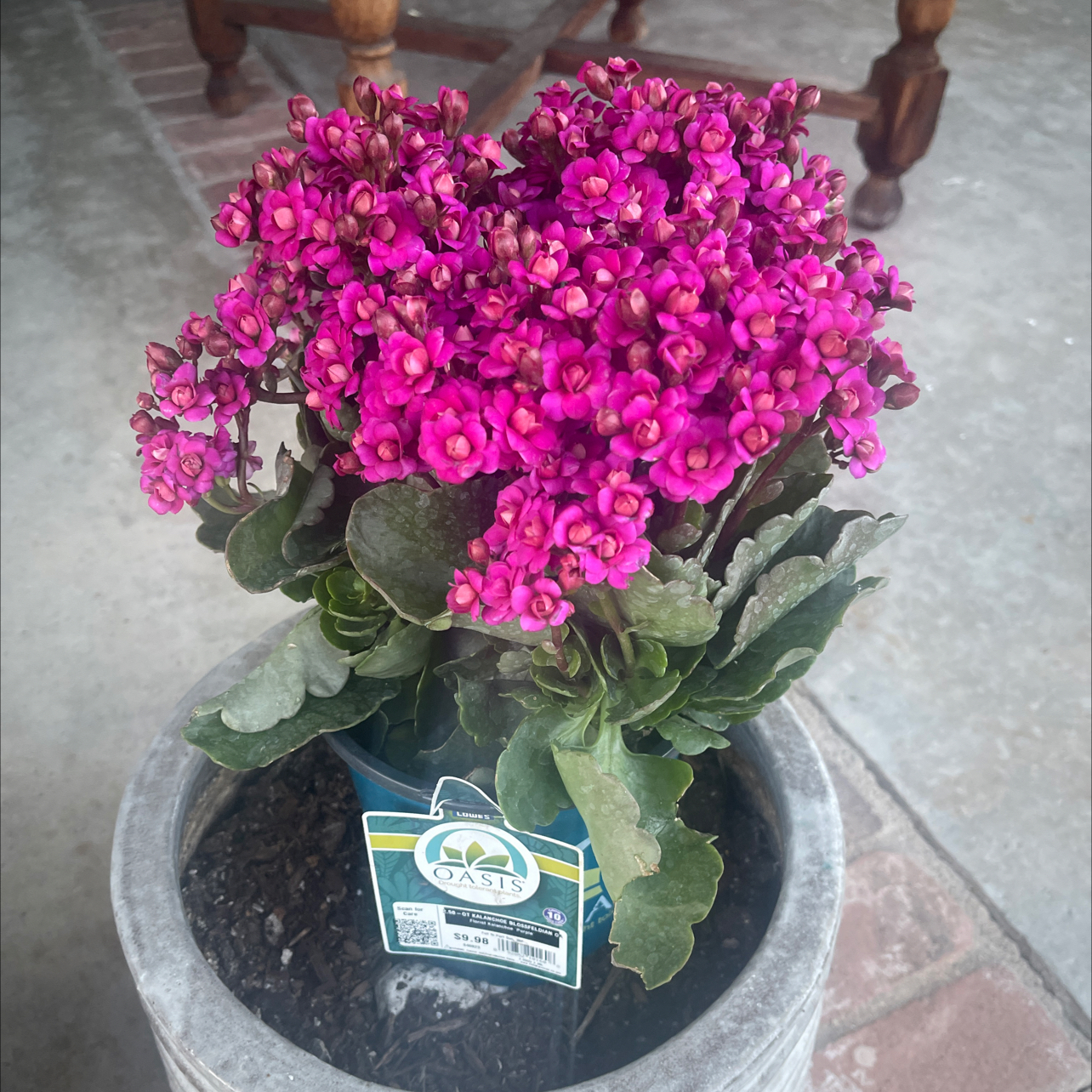 Photo of the plant species Kalanchoe blossfeldiana 'Red' by @FunRemuremu47 named Kylie on Greg, the plant care app