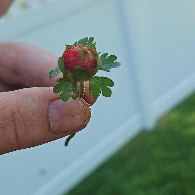 Photo of the plant species Mock Strawberry by @GeniusCosmobaby named Harmony on Greg, the plant care app