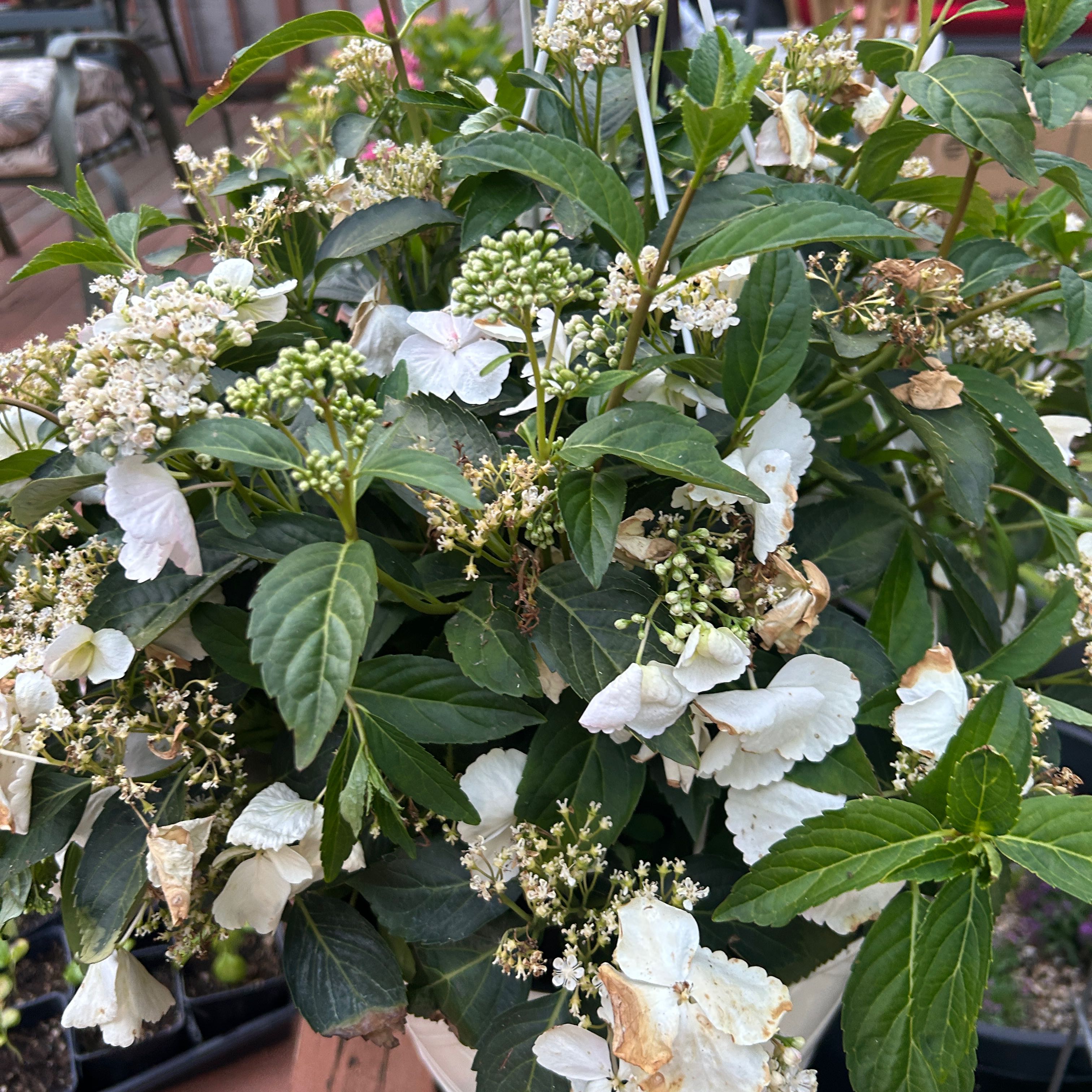 Photo of the plant species Fairytrail Bride™ Cascade Hydrangea by @FetchingLettuce named Fernie Mercury on Greg, the plant care app