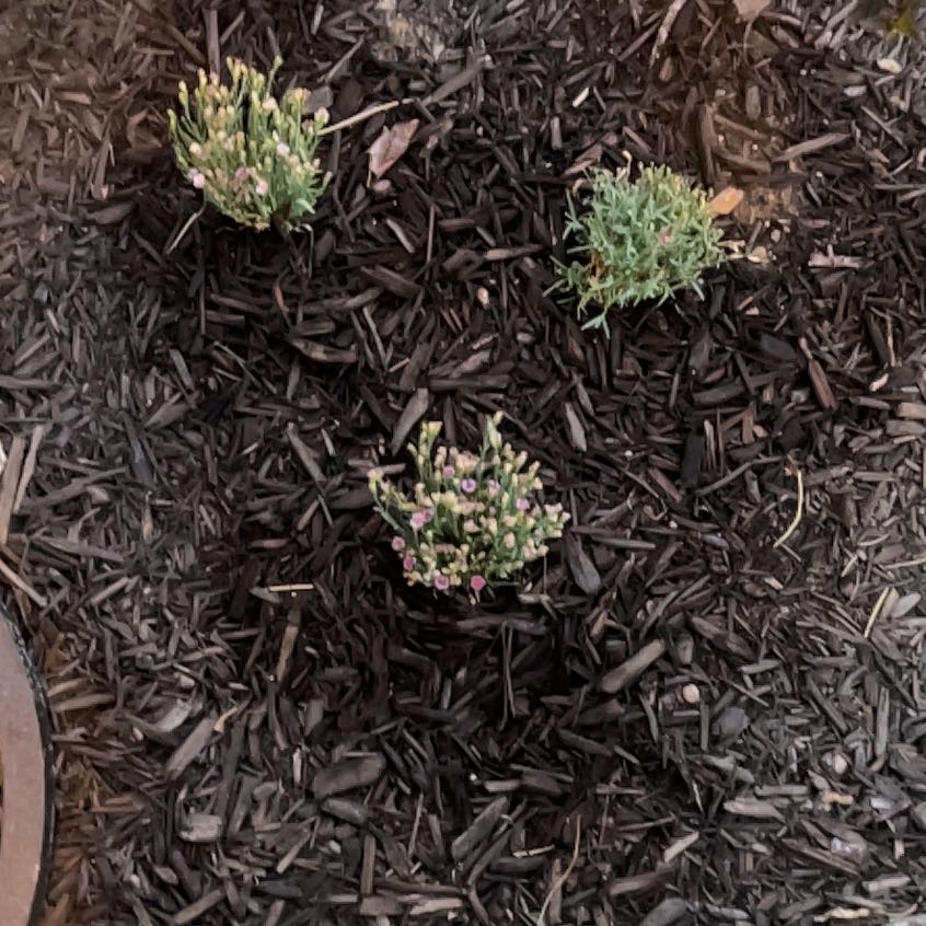 Photo of the plant species Jersey Cudweed by @HotDamsii33 named Austen on Greg, the plant care app