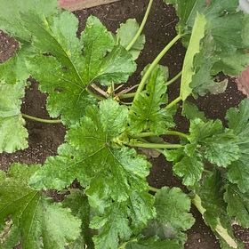 Photo of the plant species Zucchini by @CaringBlueelf59 named Leaf Erickson on Greg, the plant care app