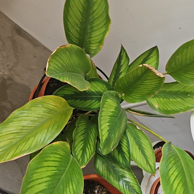 Photo of the plant species calathea by @YesQuince43 named Daphne on Greg, the plant care app