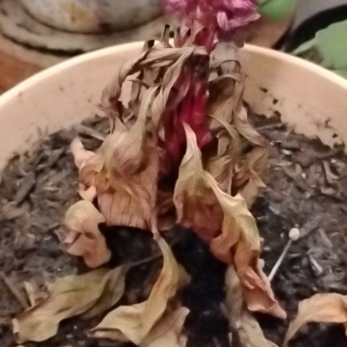 Photo of the plant species Celosia 'Dracula' by @KindCat94 named Aristotle on Greg, the plant care app