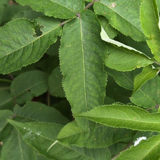 Photo of the plant species European Red Elderberry by @NewLithop73 named Gaga on Greg, the plant care app