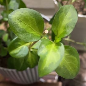 Photo of the plant species Maculata Vinca Vine by @AssuringLippia named Denali on Greg, the plant care app