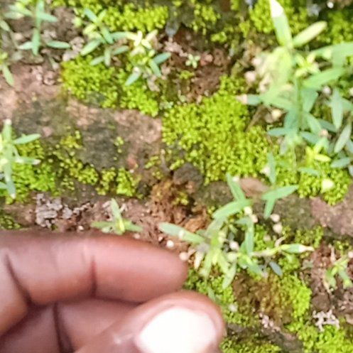Photo of the plant species Narrow-Fruited Water-Starwort by @RichlyDecodon33 named Bieber on Greg, the plant care app