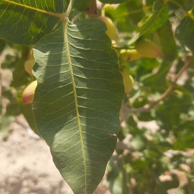 Photo of the plant species Cyprus Turpentine by @BigRosemoss41 named Amìr on Greg, the plant care app