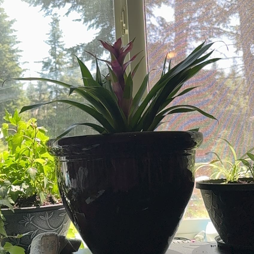 Photo of the plant species Bromelaid by @TopJellypalm57 named Beckham on Greg, the plant care app