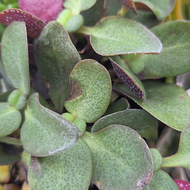 Photo of the plant species Fairy Crassula by @BestZinnia67 named Baesil on Greg, the plant care app